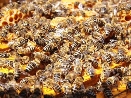 Bees in hive